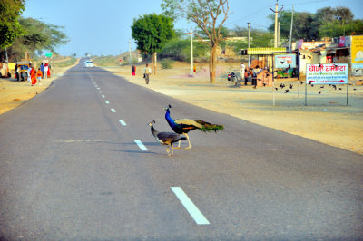 Peacock Couple Crossing The Road: How Natural
