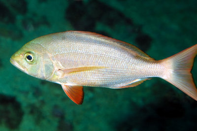 Cape Verde Dentex  (Virididentex acromegalus)