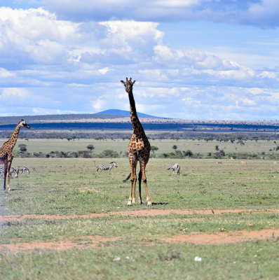 Giraffes And Zebra, So Peacefull!