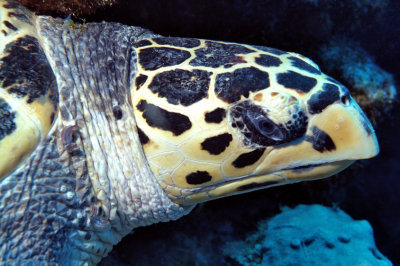 Turtles Eye's