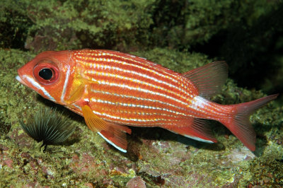 Soldierfish  