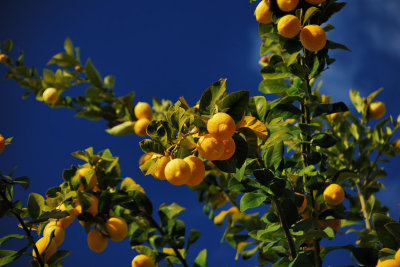 Yellow-Lemons