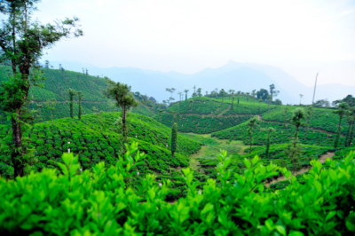Tea Plantantion On The Clouds