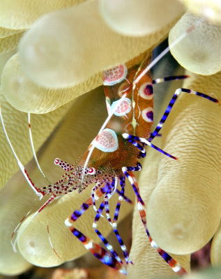 Spotted Cleaner Shrimp 'Periclimenes yucatanicus',III