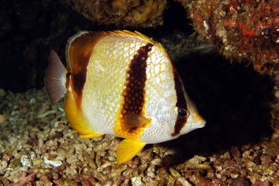 Butterflyfish In Cave