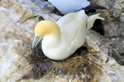 Gannet In Nest