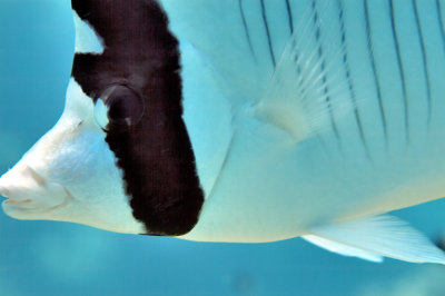 Butterflyfish Close 