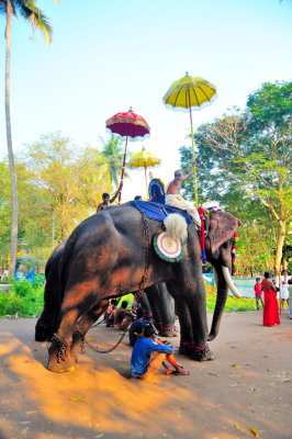 Elephant Still The Symbol of Wealth, Might And Power