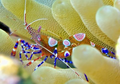 Spotted Cleaner Shrimp 'Periclimenes yucatanicus'