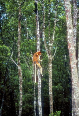 Proboscis Monkey In The Forest 
