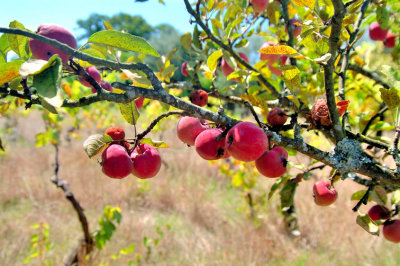 Apples, Special Apples, Now Gone...