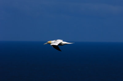 Gannet In The Blue Horizon