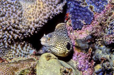 White-Spotted Moray Eel, 'Muraena melanotis',In Beautiful Coral Surroundings 