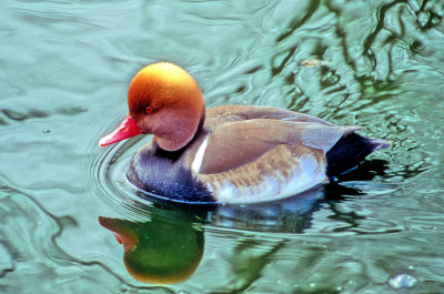 New Duck on My Collection: Red-crested Pochard (Netta rufina) 