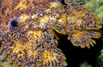 Slipper Lobster Detail- Sculptured Slipper Lobster, 'Parribacus antarcticus'