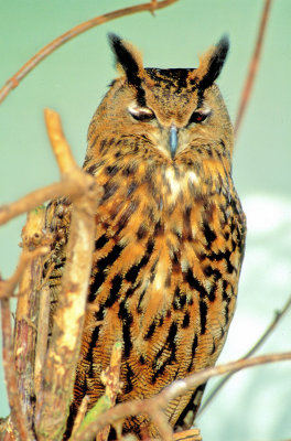 Eurasian Eagle-Owl (Bubo bubo) 