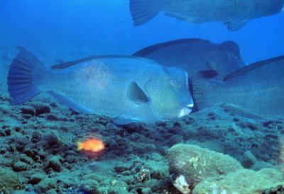 Humpback Parrotfish 