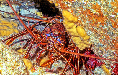 Rare Spiny Lobsters In a Cave With Dancing Shrimps