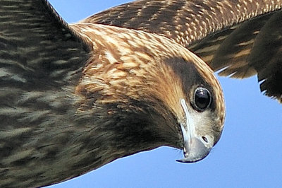 An Hawk's Look