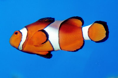 Nemo In Chains