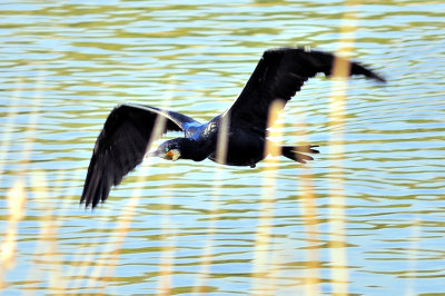 Flight Of The Cormorant
