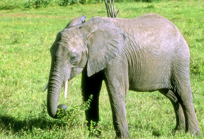 Elephant Eating 