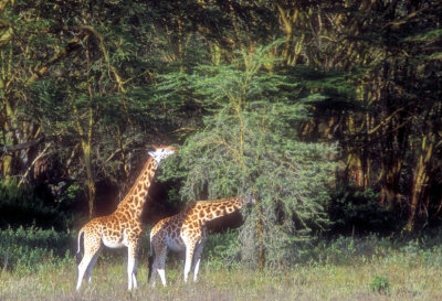 Two Giraffes Eating The Acacia Tree