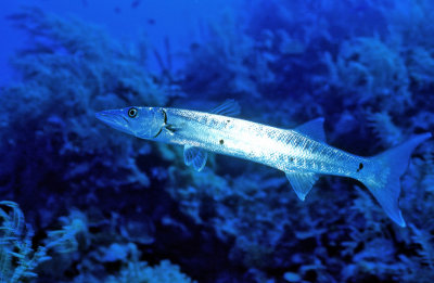 Giant Barracuda, Beautiful In Blue Only