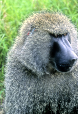 Baboon's Eyes 