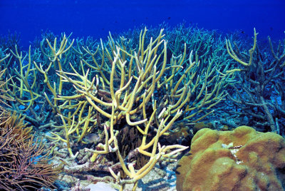 Staghorn Coral Forest