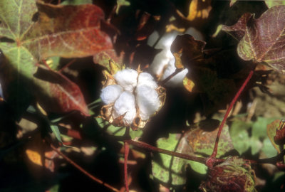 Cotton In The Plant 