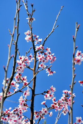 Sakura Beginning