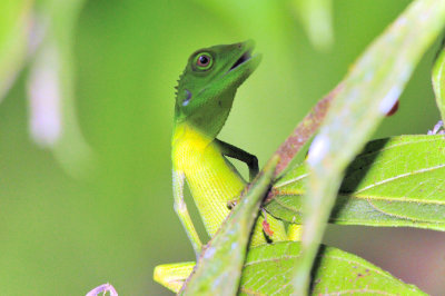 Lizards Mouth Open, Showing Teeth