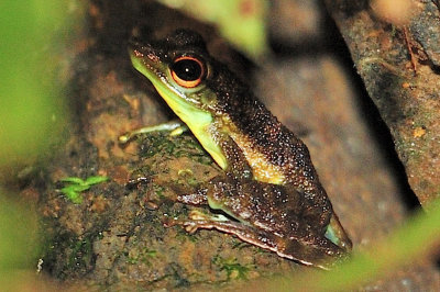 Borneo Flying Frog