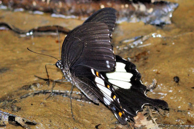 Black Swallowtail