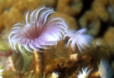Featherworm In Corals 