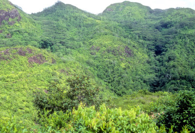 Granite Boulders Covered In Equatorial Forest 