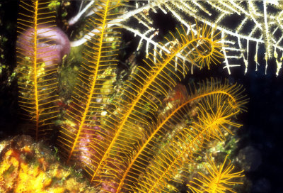 Yellow Crinoids