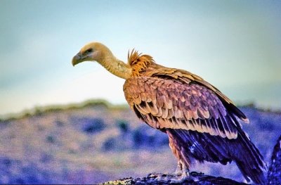 European Bald Vulture (Gypsus Fulvus)