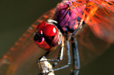Red Eye Dragonfly