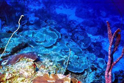 Elephant Ear Corals At Depht