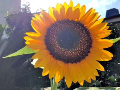 Urban Sunflower