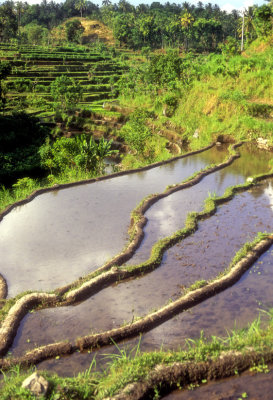 Rice Field Ready For Planting 