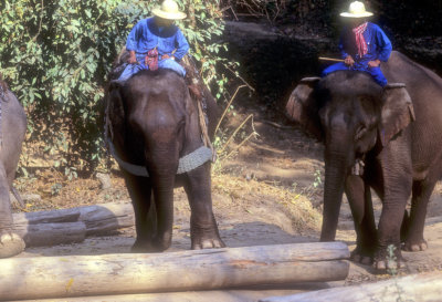 Elephants At Work 