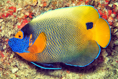 Maldivian Angelfish