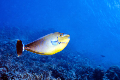 Maldivian Razorfish