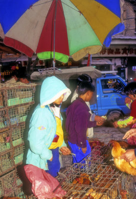 Live Chicken On Sale