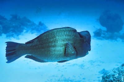 Humpback Parrotfish Solo