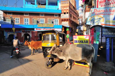 City For Cows