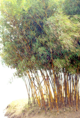 Holy Bamboos On Small Island 